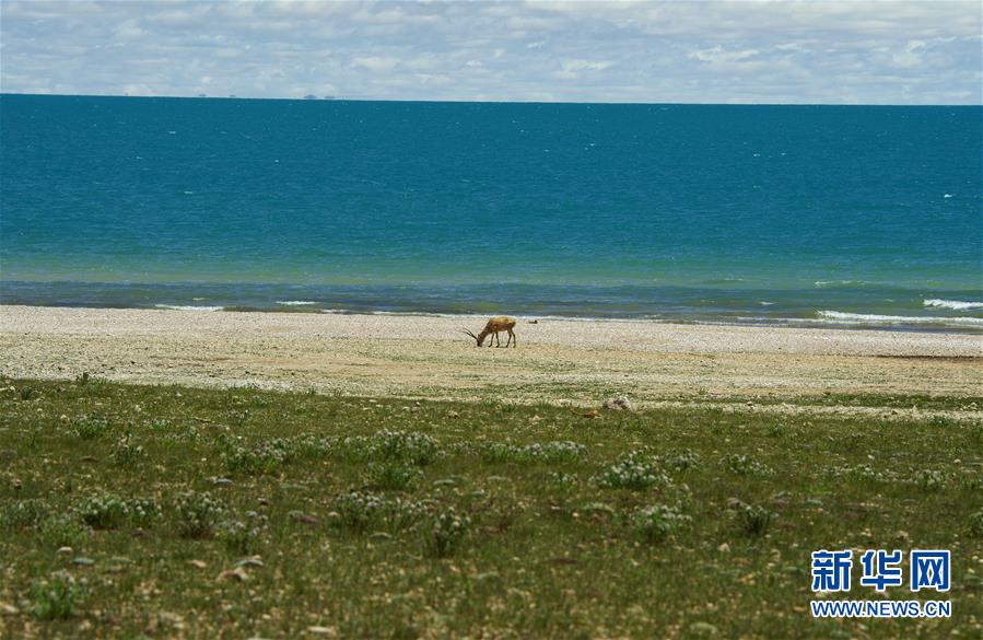 （新华全媒头条&middot;图文互动）（6）正在破译的&ldquo;青藏密码&rdquo;&mdash;&mdash;第二次青藏高原综合科考首期成果发布