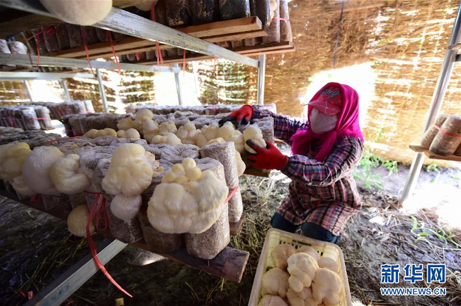 #（社会）（2）黑龙江海林：猴头菇采摘烘干忙