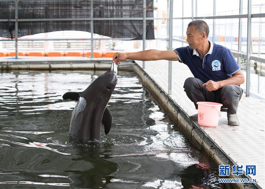 （图文互动）（3）从消失的白鱀豚到人工繁殖江豚——三个故事见证长江生态保护变迁