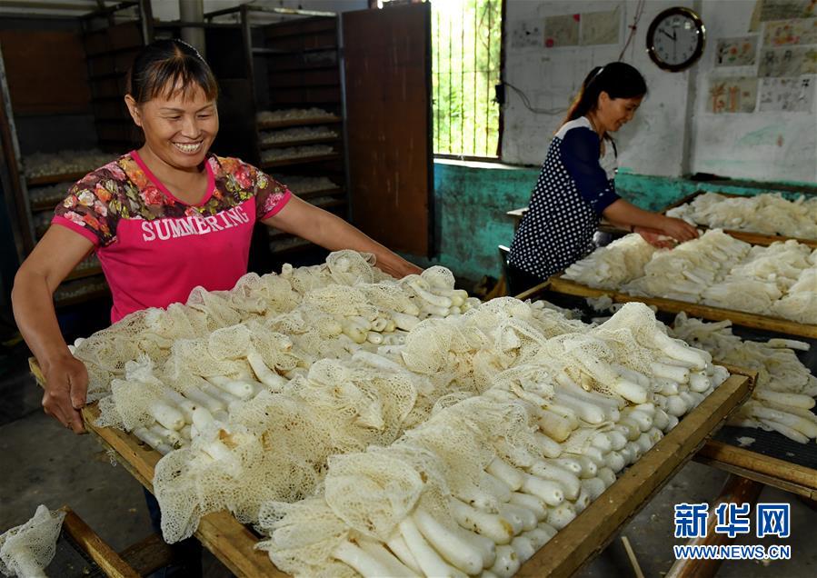 （社会）（1）福建邵武：党建引领 脱贫致富