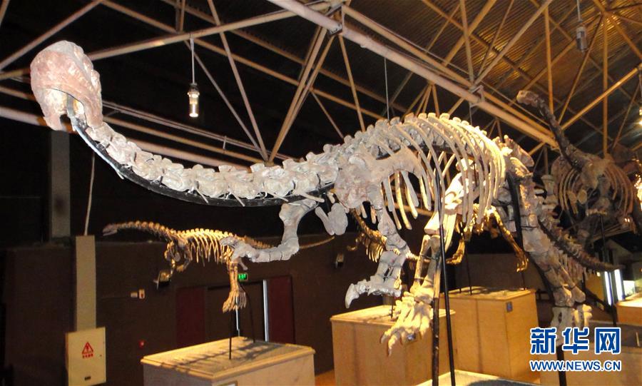 （图文互动）（1）云南禄丰发现基干蜥脚型类恐龙新属种&ldquo;孙氏彝州龙&rdquo;