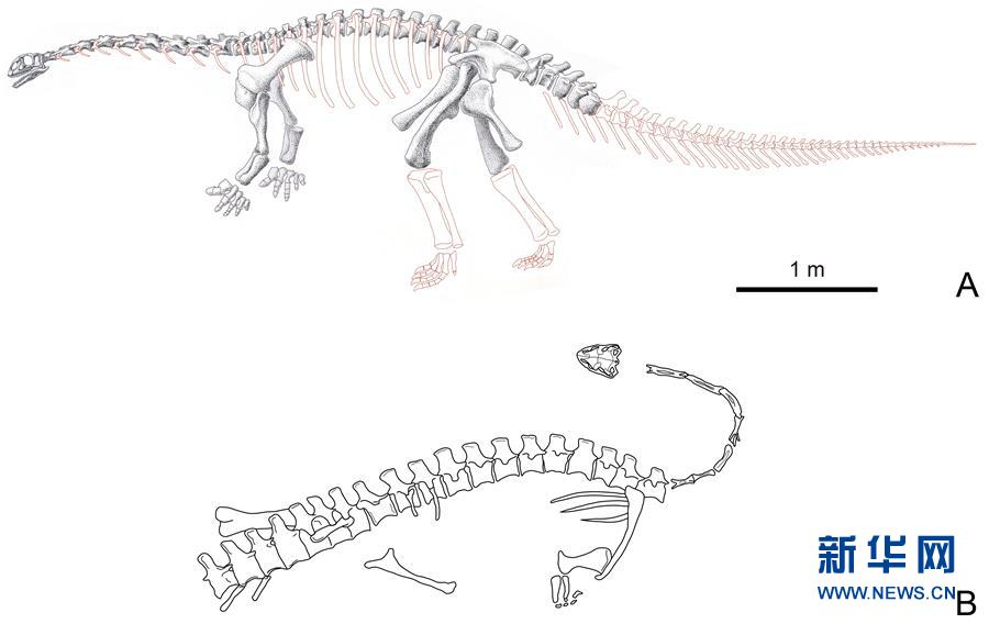 （图文互动）（2）云南禄丰发现基干蜥脚型类恐龙新属种“孙氏彝州龙”