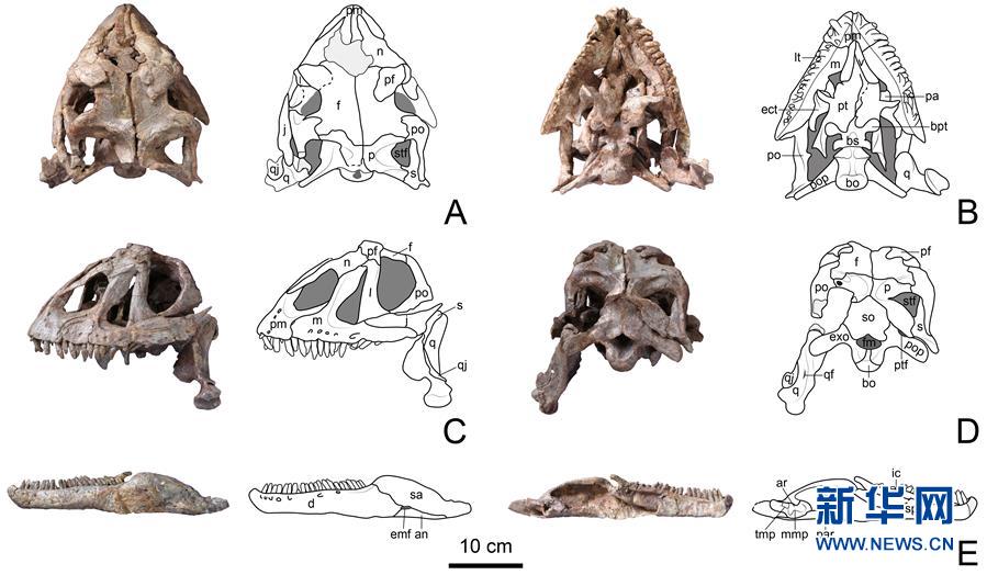 （图文互动）（3）云南禄丰发现基干蜥脚型类恐龙新属种&ldquo;孙氏彝州龙&rdquo;
