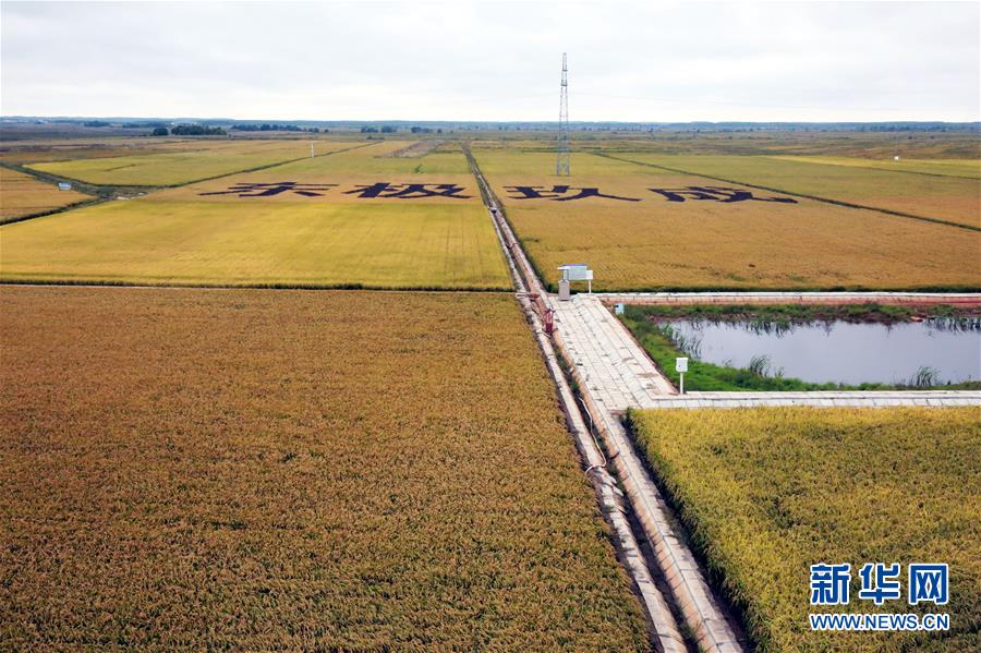 （丰收的味道）（1）黑龙江抚远：高效农业丰收在即