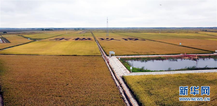 （丰收的味道）（2）黑龙江抚远：高效农业丰收在即