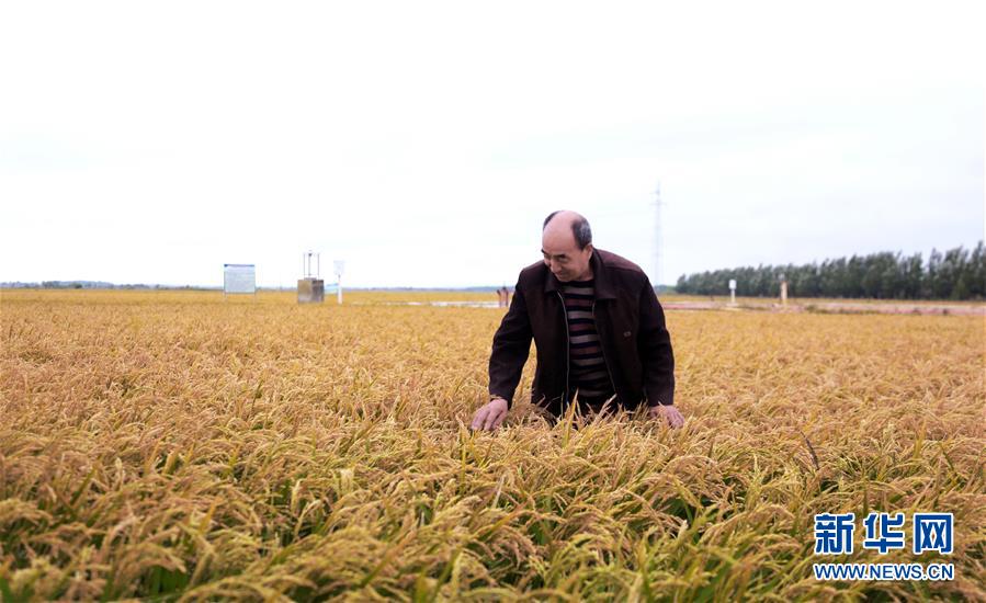 （丰收的味道）（3）黑龙江抚远：高效农业丰收在即