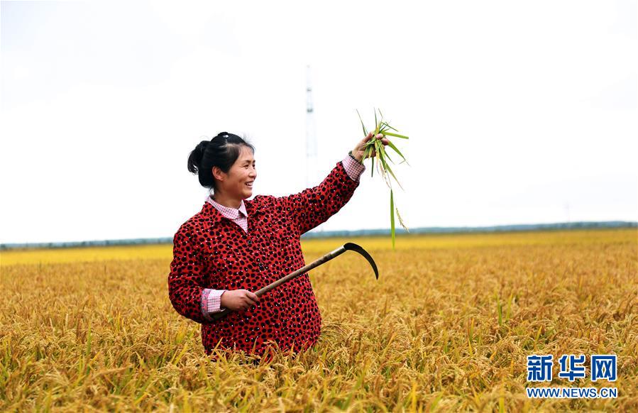 （丰收的味道）（4）黑龙江抚远：高效农业丰收在即