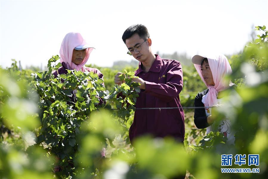 （宁夏60年）（8）宁夏红寺堡：生态移民的绿色新生