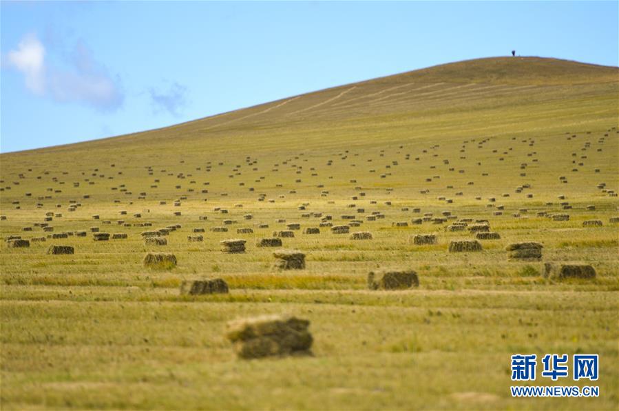 （经济）（3）内蒙古：草原打草忙