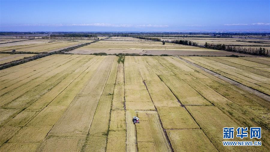 （丰收的味道）（1）伊犁河谷稻花香