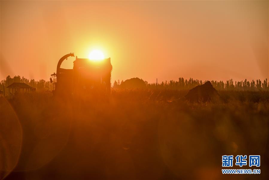 （丰收的味道）（2）伊犁河谷稻花香