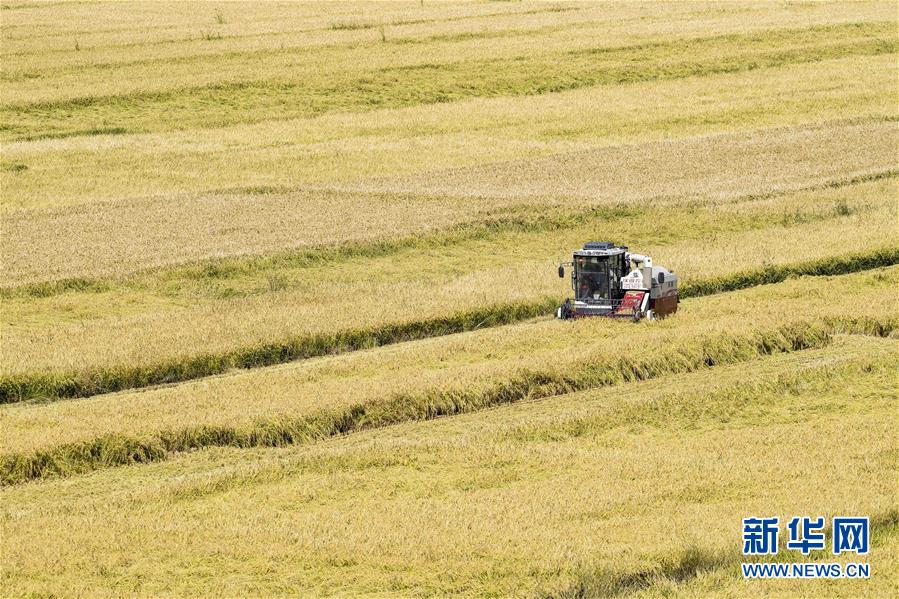 （丰收的味道）（3）伊犁河谷稻花香
