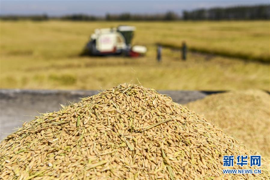 （丰收的味道）（5）伊犁河谷稻花香