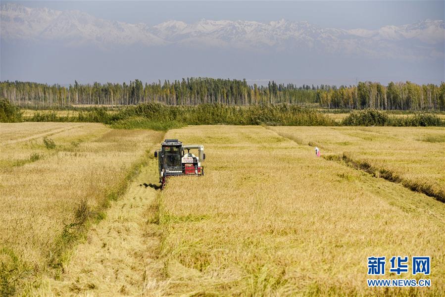 （丰收的味道）（6）伊犁河谷稻花香