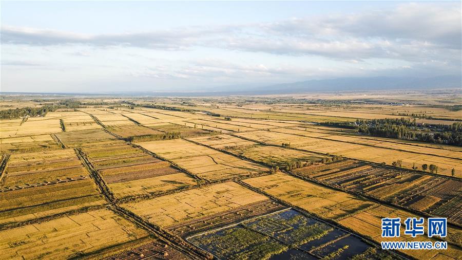 （丰收的味道）（7）伊犁河谷稻花香