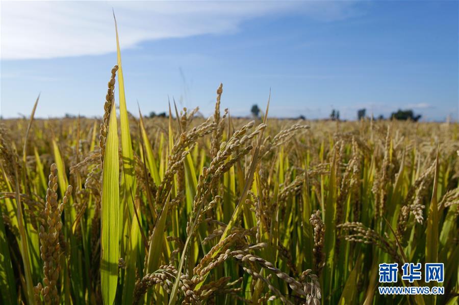 (丰收的味道·图文互动)(2)产粮大县的“丰收表情”——吉林水稻主产区辉南走访见闻