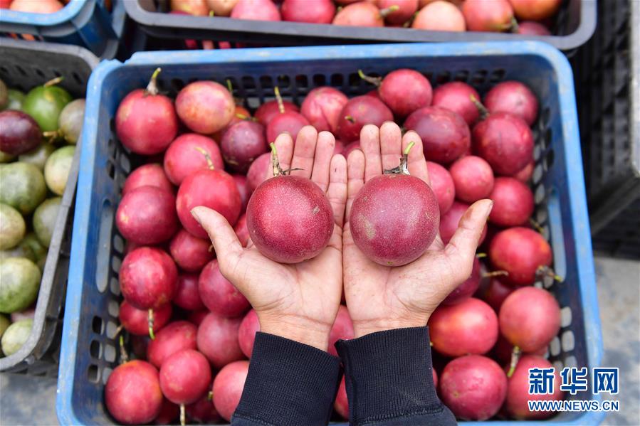 （社会）（1）苗山脱贫影像志&mdash;&mdash;乌英苗寨：荒山结出脱贫果