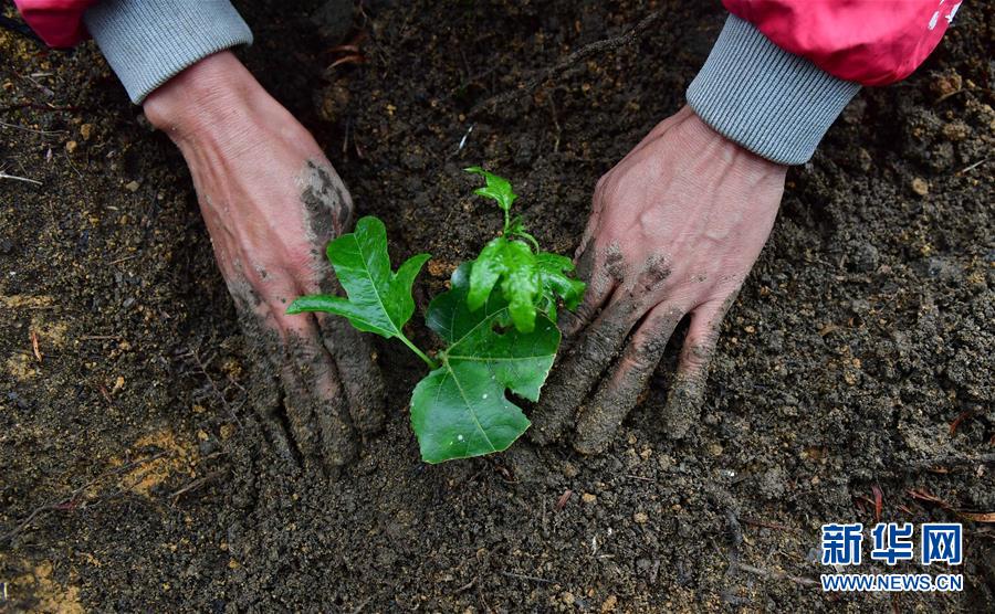 （社会）（5）苗山脱贫影像志&mdash;&mdash;乌英苗寨：荒山结出脱贫果