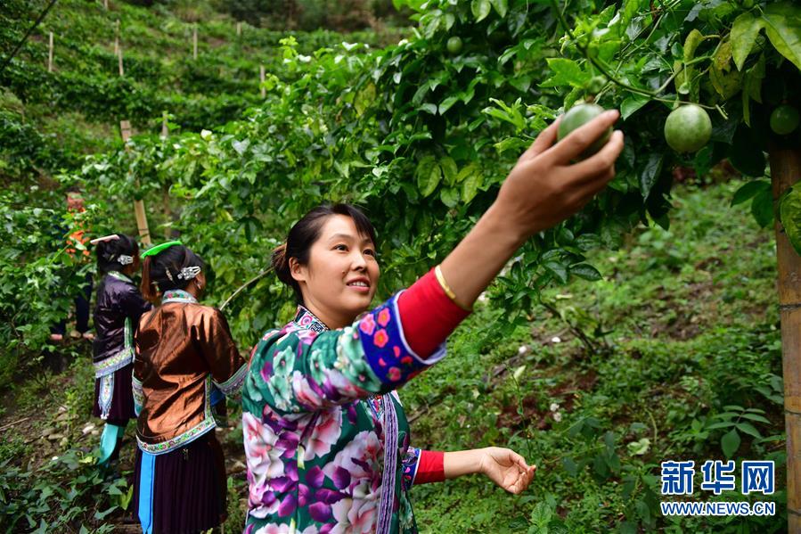 （社会）（7）苗山脱贫影像志&mdash;&mdash;乌英苗寨：荒山结出脱贫果