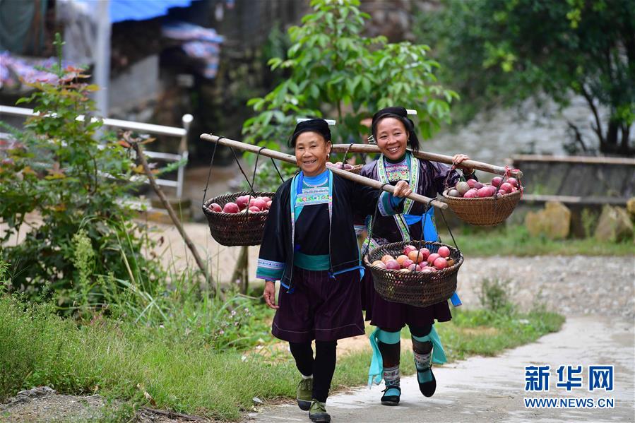 （社会）（8）苗山脱贫影像志&mdash;&mdash;乌英苗寨：荒山结出脱贫果