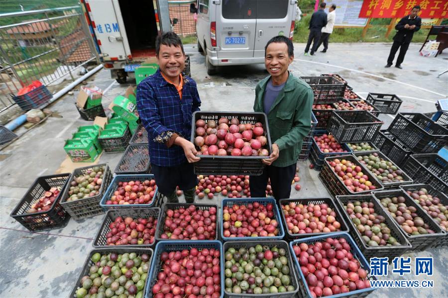 （社会）（9）苗山脱贫影像志&mdash;&mdash;乌英苗寨：荒山结出脱贫果