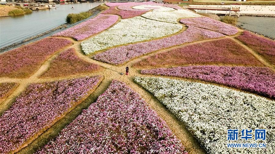 （环境）（1）晨之巢湖 风景如画