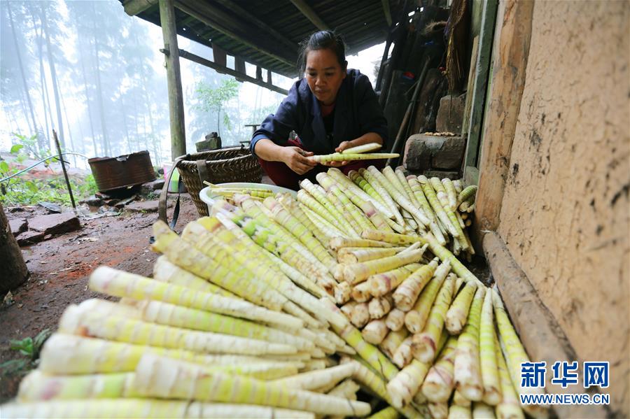 #（经济）（7）贵州赤水：5万余亩大竹笋迎来收获季