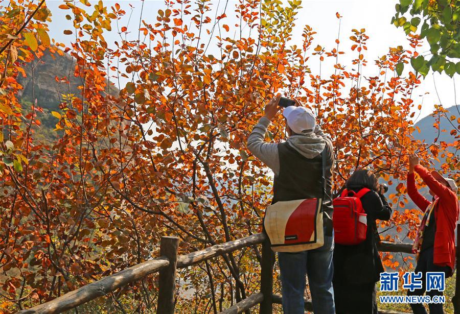 (在习近平新时代中国特色社会主义思想指引下——新时代新作为新篇章·乡村振兴战略·图文互动)(1)从“破破岭”到“绿金山”——北京房山黄山店村的绿色变身记