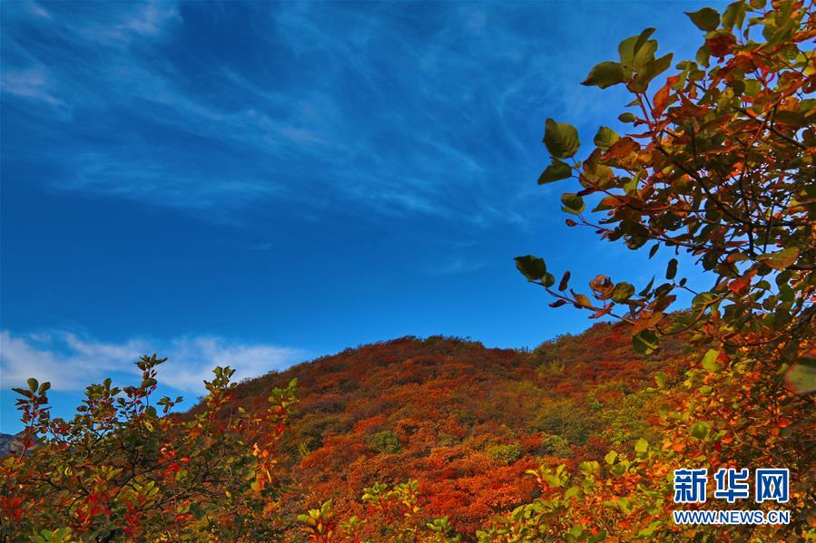 (在习近平新时代中国特色社会主义思想指引下——新时代新作为新篇章·乡村振兴战略·图文互动)(2)从“破破岭”到“绿金山”——北京房山黄山店村的绿色变身记