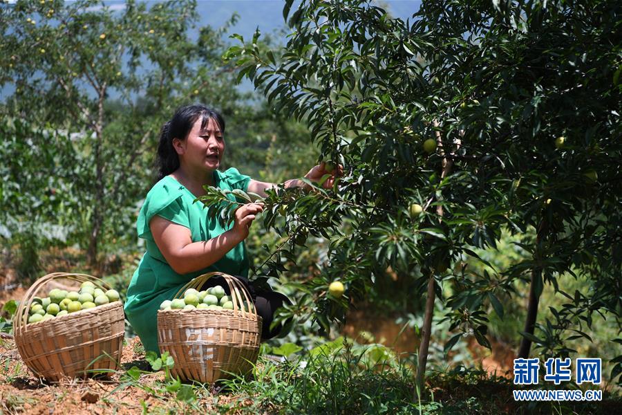 （新时代担当作为典型风采&middot;图文互动）（8）直面难题勇担当&mdash;&mdash;记重庆市巫山县委书记李春奎