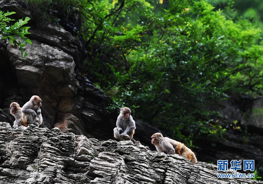 （新时代担当作为典型风采&middot;图文互动）（9）直面难题勇担当&mdash;&mdash;记重庆市巫山县委书记李春奎