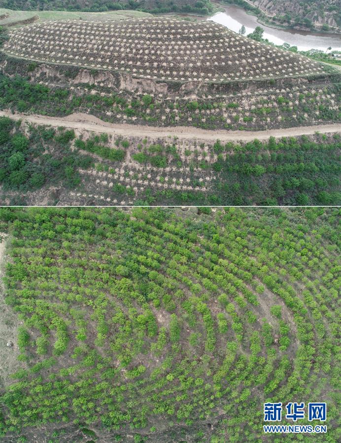 （百城百县百企调研行&middot;图文互动）（4）退耕还林20年 荒山秃岭都不见&mdash;&mdash;来自延安的报道