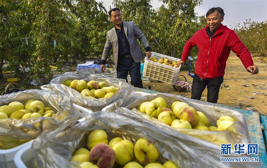 （经济）（2）河北文安：雪桃反季上市俏销市场 