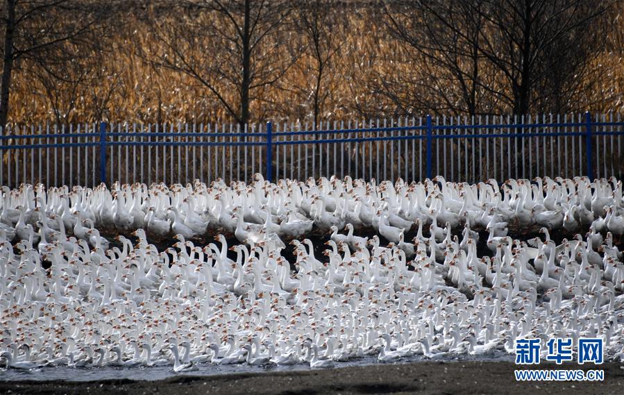（百城百县百企调研行&middot;图文互动）（6）瞧瞧这些村咋富起来的&mdash;&mdash;黑龙江省牡丹江市发展特色精品农业促农增收