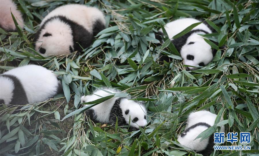 （图文互动）（1）国家林业和草原局发布最新圈养大熊猫数据