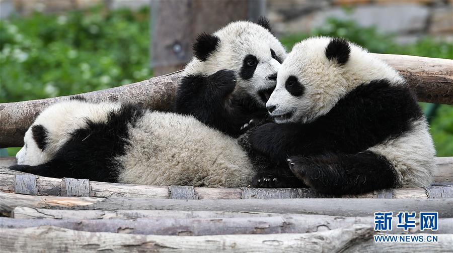 （图文互动）（3）国家林业和草原局发布最新圈养大熊猫数据