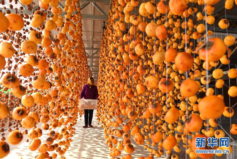 （镜观中国·新华社国内照片一周精选）（15）柿挂