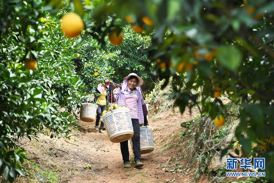 （经济）（1）江西：&ldquo;脐橙之乡&rdquo;丰收采摘忙