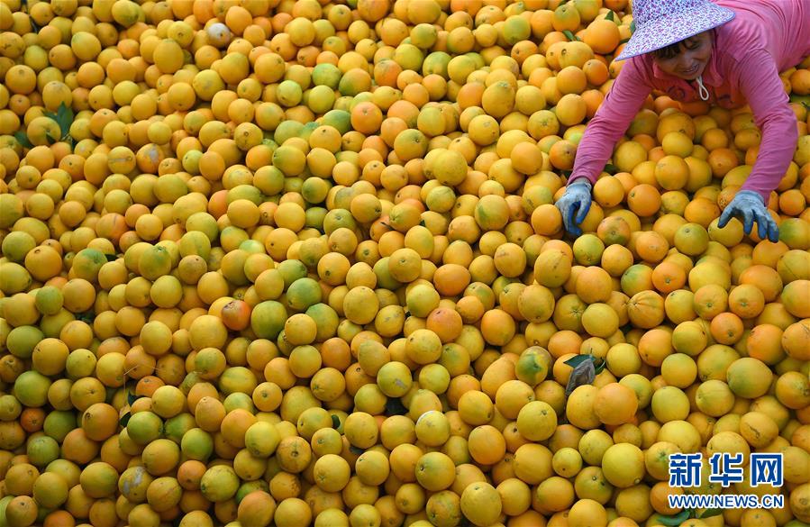 （经济）（2）江西：&ldquo;脐橙之乡&rdquo;丰收采摘忙