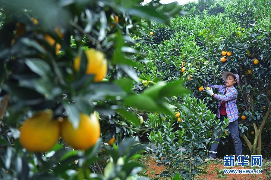 （经济）（3）江西：&ldquo;脐橙之乡&rdquo;丰收采摘忙