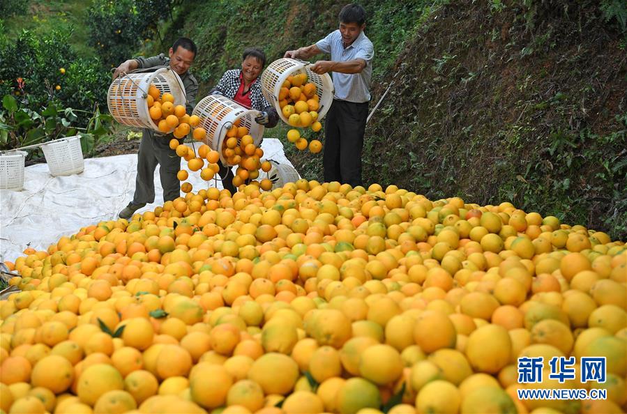 （经济）（4）江西：&ldquo;脐橙之乡&rdquo;丰收采摘忙
