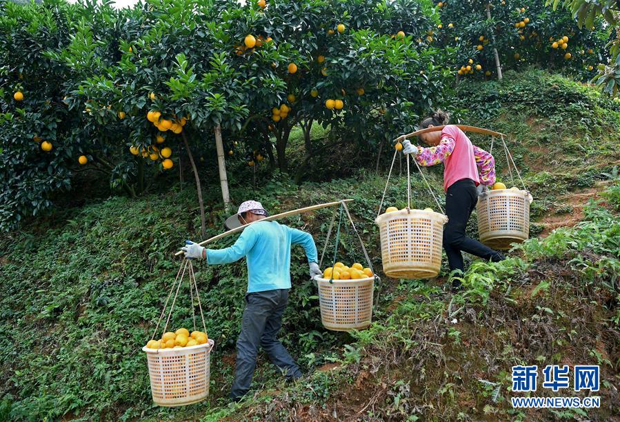 （经济）（5）江西：&ldquo;脐橙之乡&rdquo;丰收采摘忙