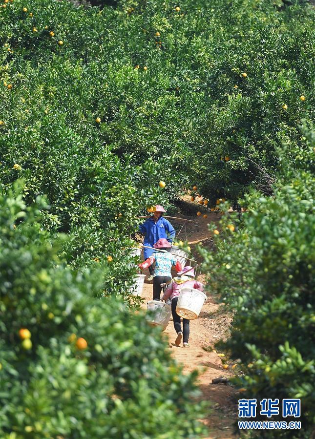 （经济）（7）江西：&ldquo;脐橙之乡&rdquo;丰收采摘忙