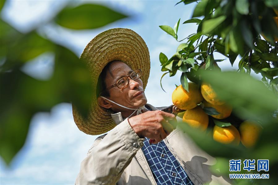 （经济）（9）江西：&ldquo;脐橙之乡&rdquo;丰收采摘忙