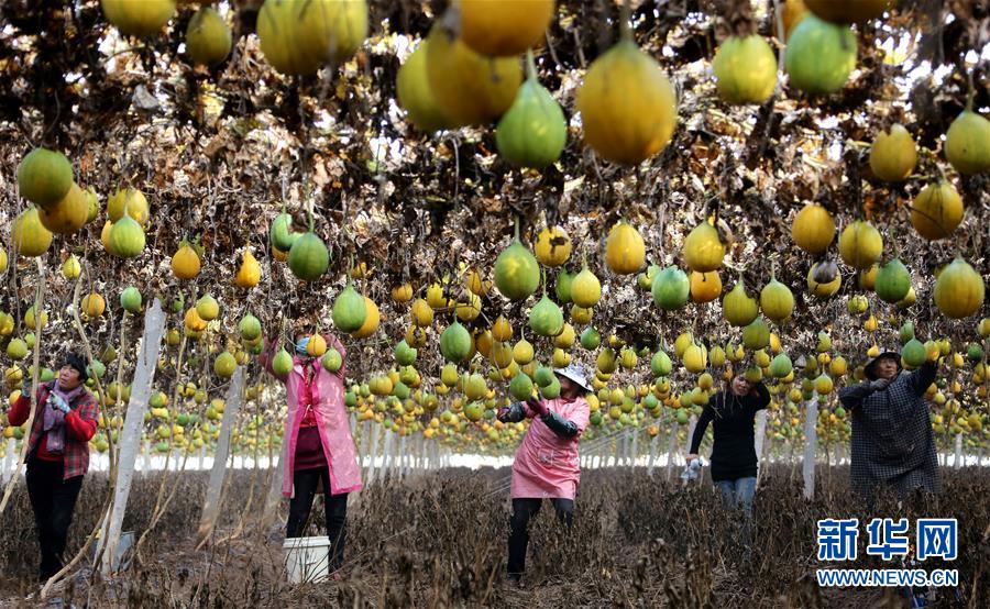 #（经济）（1）山东枣庄：小栝楼成脱贫致富&ldquo;宝葫芦&rdquo;