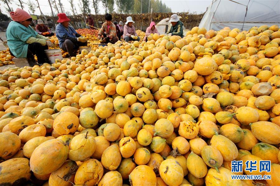 #（经济）（3）山东枣庄：小栝楼成脱贫致富&ldquo;宝葫芦&rdquo;