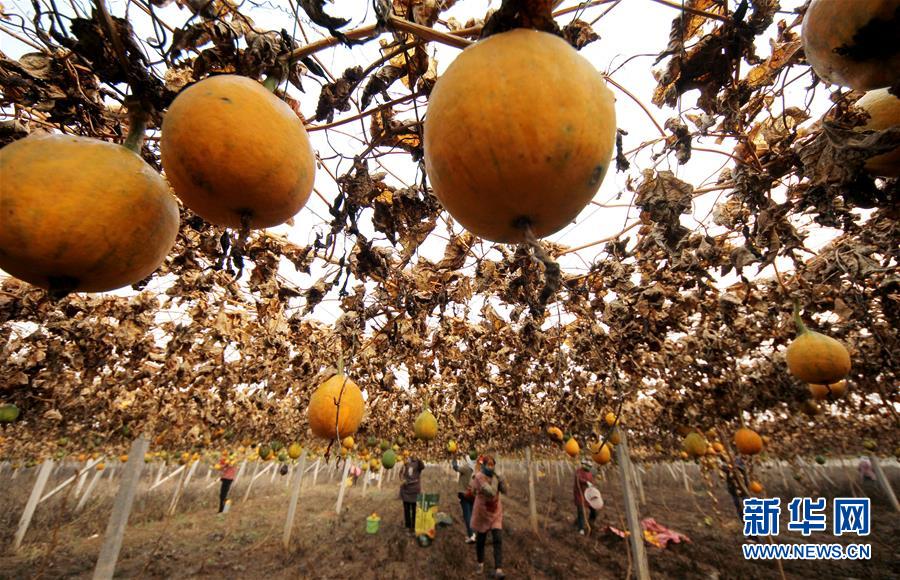 #（经济）（4）山东枣庄：小栝楼成脱贫致富&ldquo;宝葫芦&rdquo;