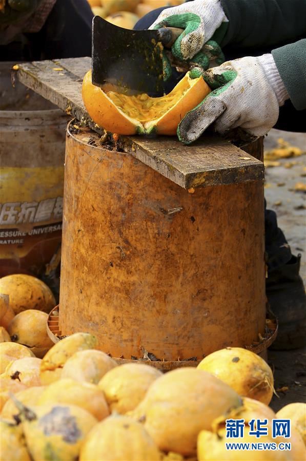 #（经济）（5）山东枣庄：小栝楼成脱贫致富&ldquo;宝葫芦&rdquo;