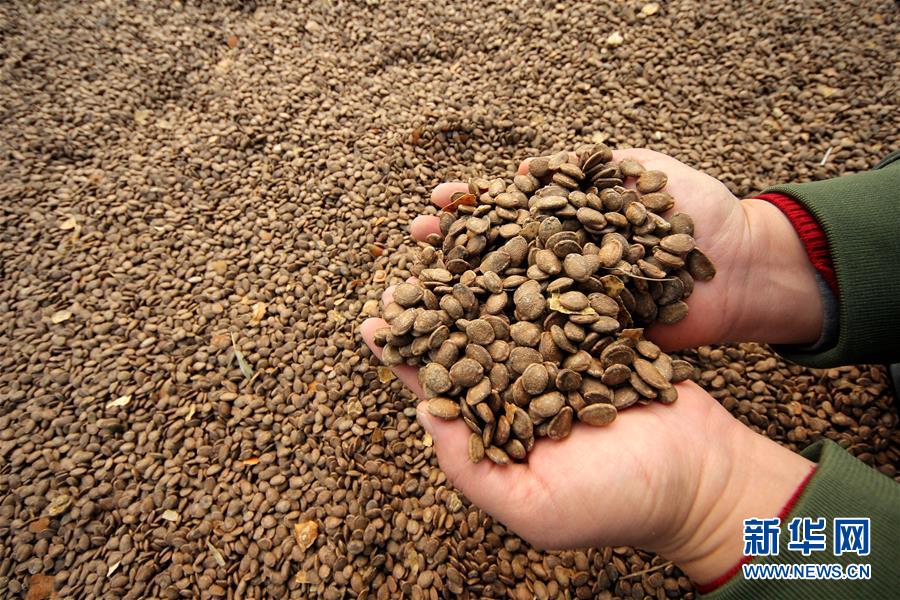 #（经济）（6）山东枣庄：小栝楼成脱贫致富&ldquo;宝葫芦&rdquo;