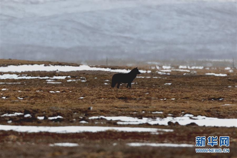 （圖文互動）（1）三江源國家公園首次拍攝到黑狼活動影像 